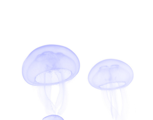 海底生物紫色八爪鱼元素
