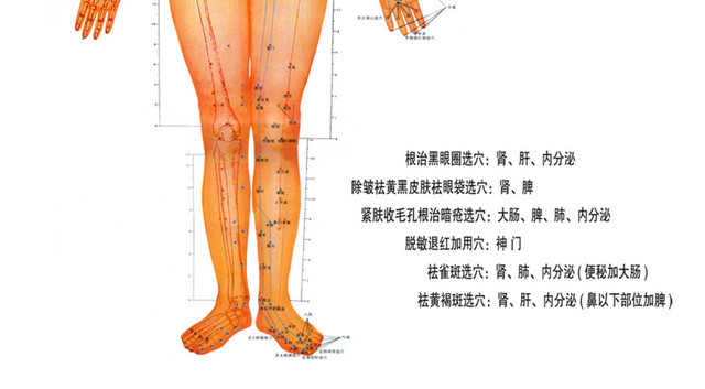 人体经络图