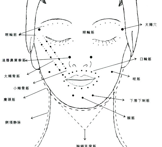 人体面部脖子穴位
