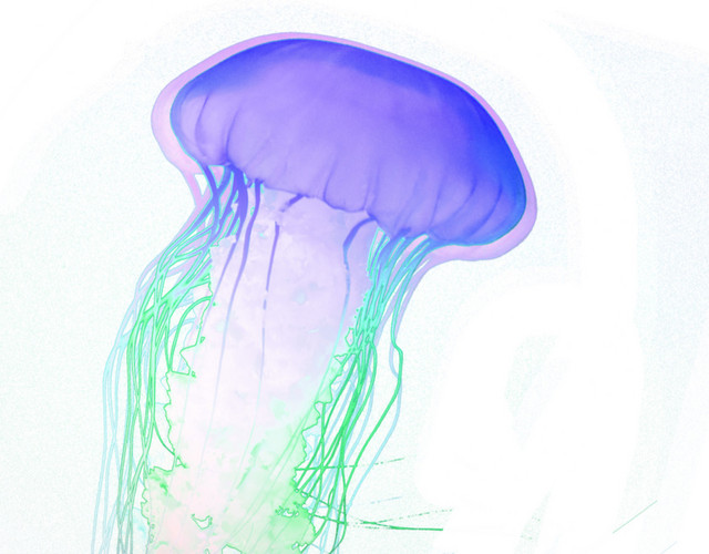 紫色海洋透明生物水母元素