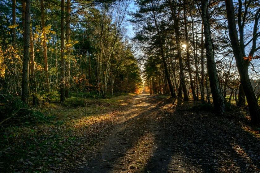 森林 树 太阳 自然 环境 光 晚间 天空 生态 秋天