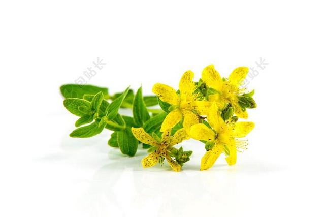 花 植物区系花卉小黄花背景图片