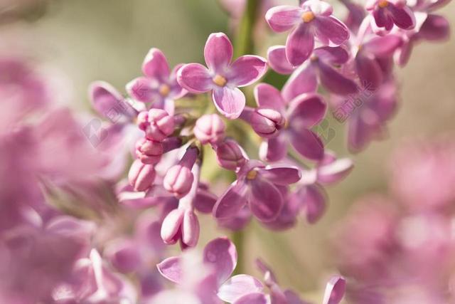 淡紫色的花 丁香 UMBELS 丁香 春天 花园 紫 性质