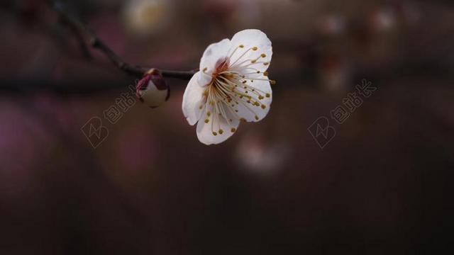 梅花 HONGMAE 春天的花朵 庄严 威严