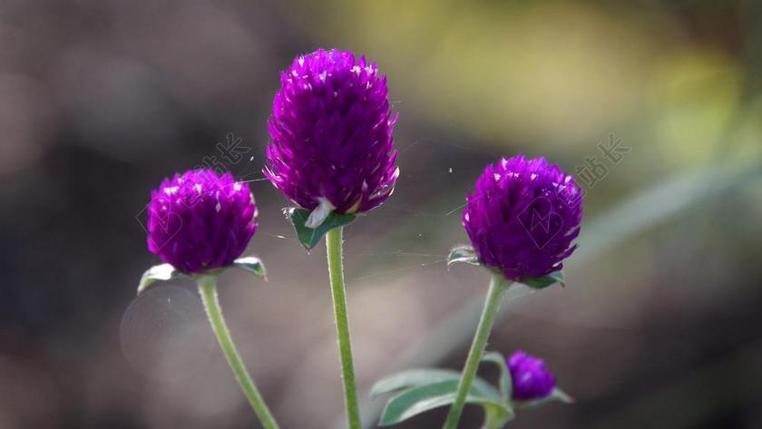千日红 光棍按钮 花卉 苋菜