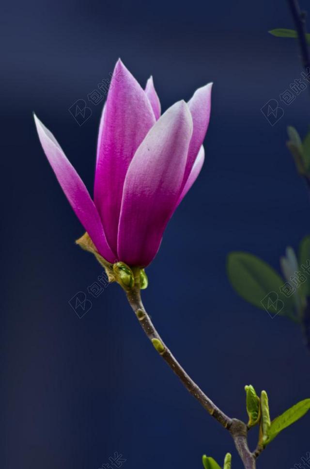 玉兰 美丽 鲜花 粉红色 花瓣 FLOSSOM 春