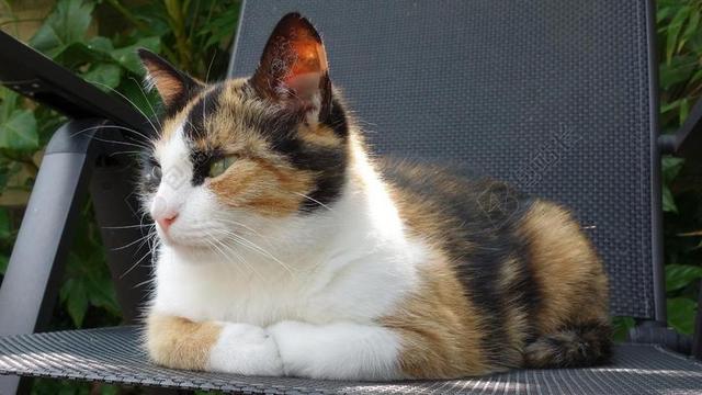 猫 猫咪 宠物 LAPJESKAT 动物 哺乳动物