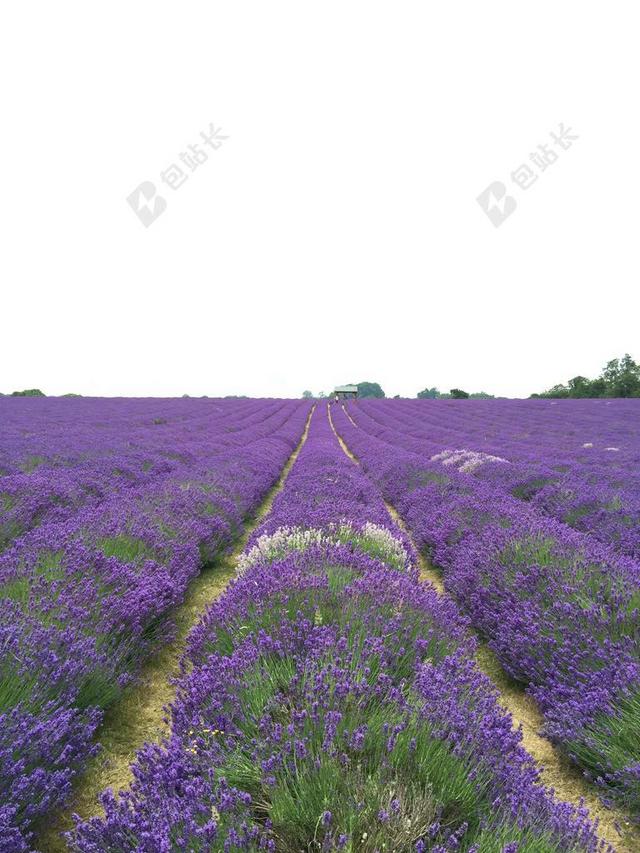 原野 薰衣草 花 自然 紫色 景区 户外 盛开 香