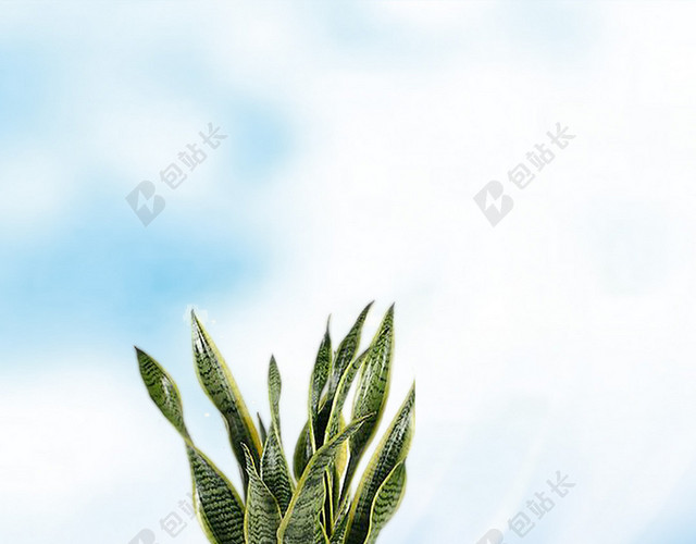 补水芦荟护肤品背景