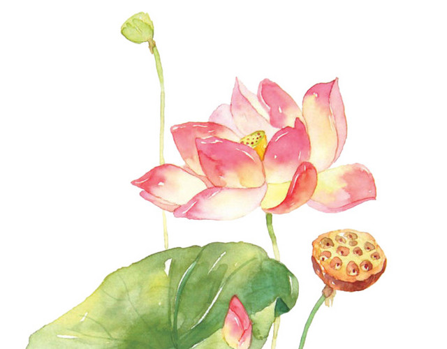 荷花素材
