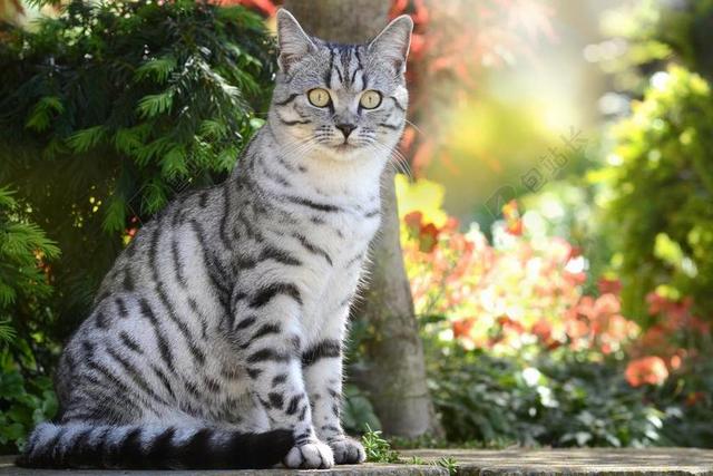 摄影唯美花园里的猫背景图片