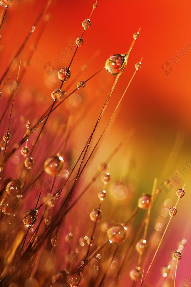 露珠 草 上午 露水 水 反思 自然