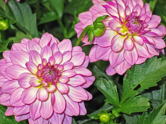 娇琴纱 大丽花花园 粉红色 开花 花 性质 厂 盛开 花园