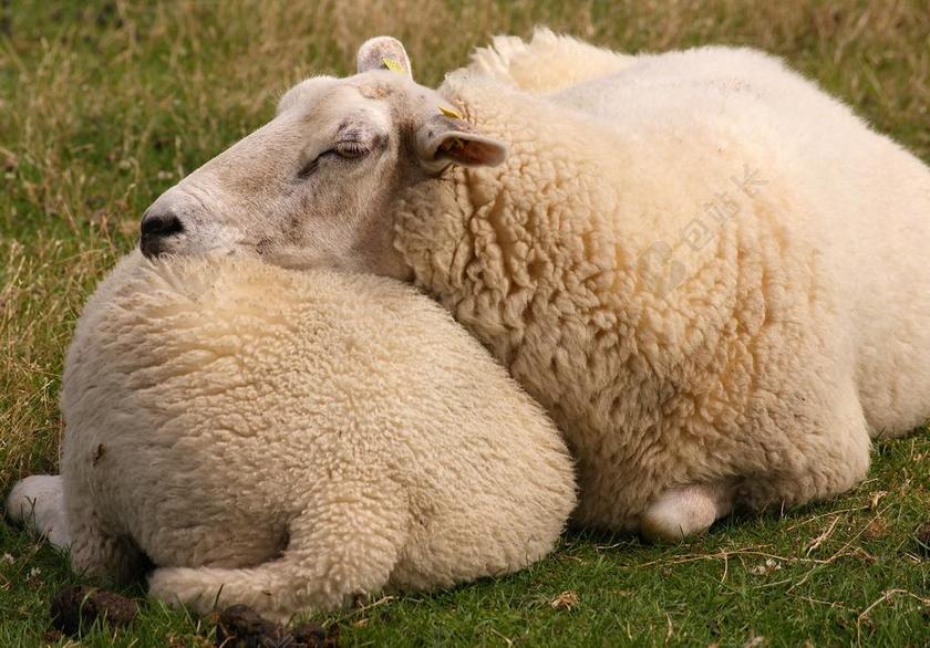白色牧场温顺绵羊背景图片