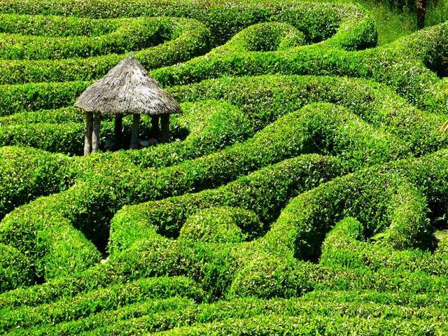 绿叶农业园林茶山宣传背景图片