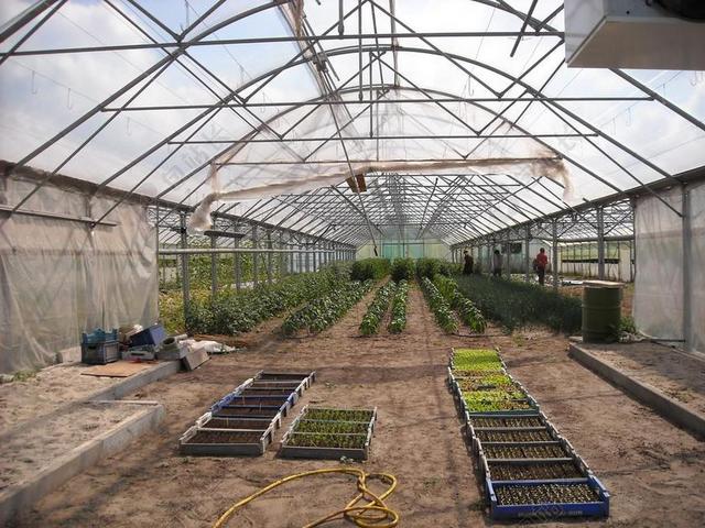 农业 园艺 蔬菜 增长 育种 温室 植物 绽放