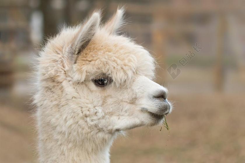 羊驼 PAKO 哺乳动物 羊毛 VICUGNA 帕索斯 羊驼毛