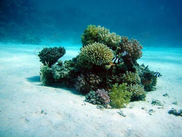 珊瑚 水下绿洲 洋底 跳水 水下 水 海 海底世界