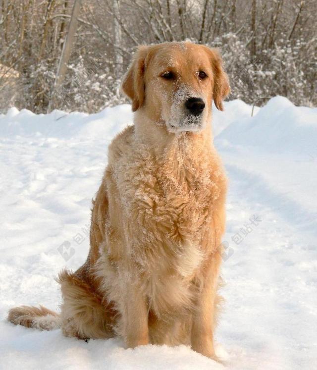 自然蹲坐在雪地的金毛背景图片