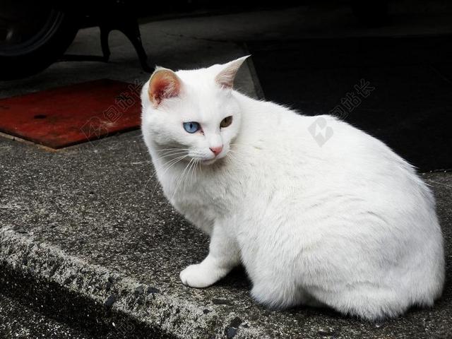 野猫 白色的猫 猫咪 异色症虹湾
