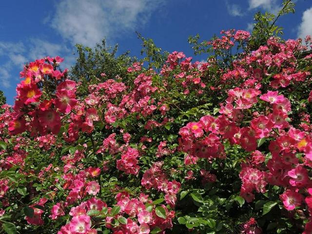 玫瑰 花卉 花 蔷薇花 红玫瑰 红 花园 天堂 天空 蓝色
