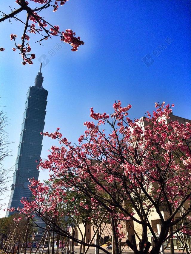 旅游自然春天盛开的花背景图片