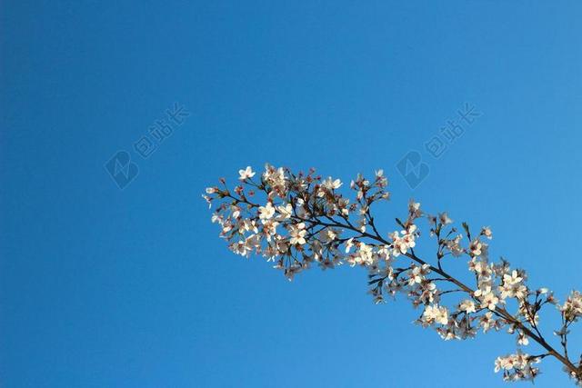 蓝天 晴天 天空 美景 樱花 春天 树枝 粉红 粉嫩