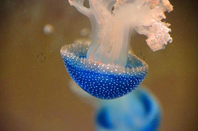 水族馆唯美蓝色水母背景图片