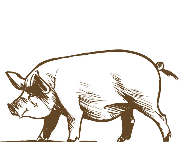 矢量猪