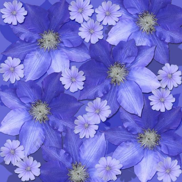 鲜花 剪贴簿背景 铁线莲 菊苣 紫色 花的