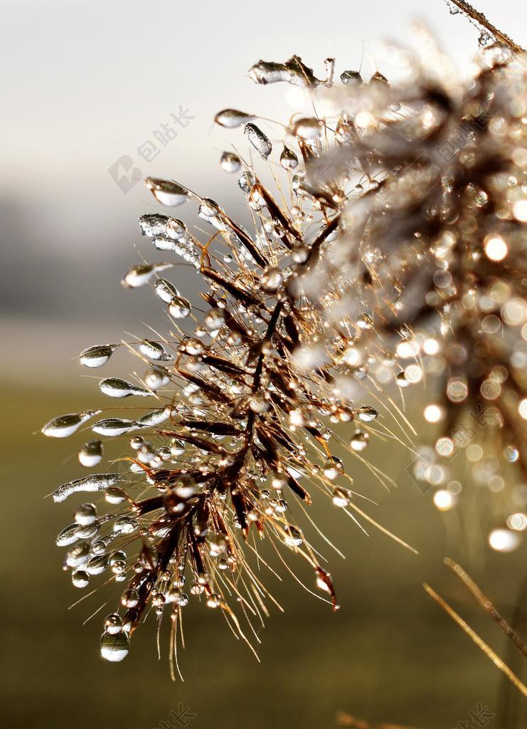 滴 露水 露珠 叶子 草 一滴水 秋季 MORGENTAU
