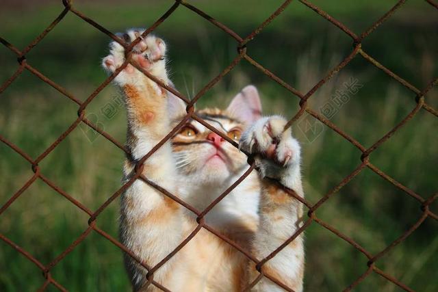 花园自然趴着铁丝网的猫背景图片