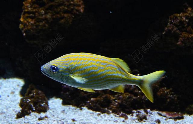 深海鱼 鱼 珊瑚鱼 水族馆