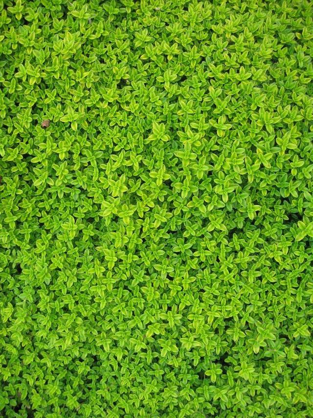 常春藤 植物 叶子 墙 绿色 藤 花园 花的 履带板