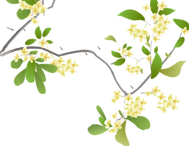 桂花枝