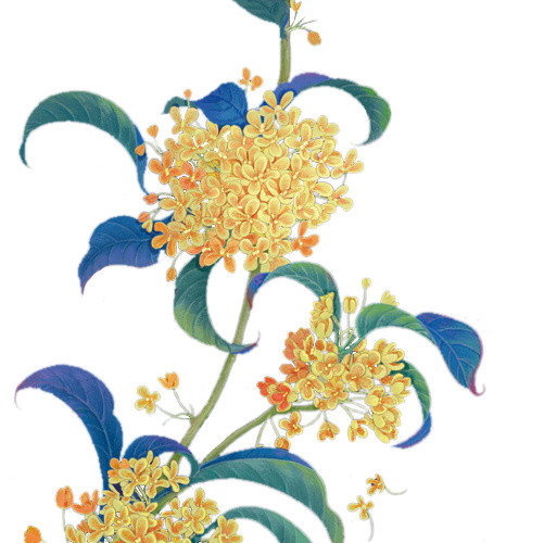 桂花