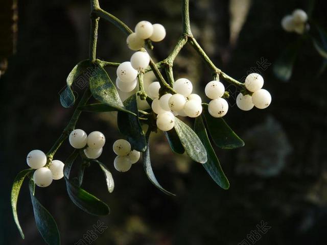 槲寄生浆果 槲寄生 绿色 厂 寄生虫 檀香木的作物 檀香