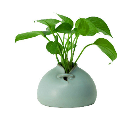 植物吊篮盆栽