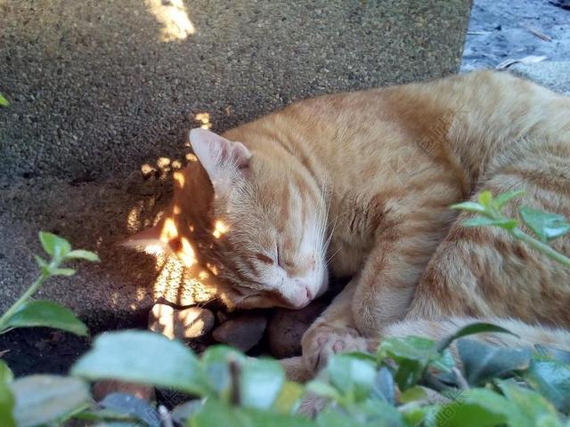 黄色清新猫在睡觉户外背景图片