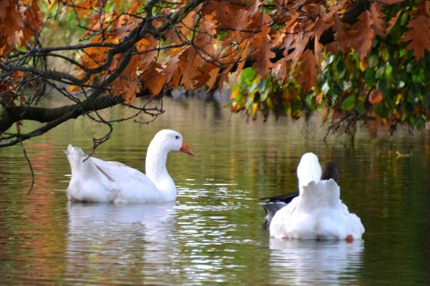 秋季 鹅 金色的秋天 池塘 游泳 动物 水 秋天的心情