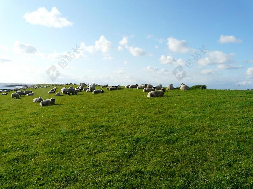 羊 羊群的羊 组 休息 关注 羊 放牧 羊毛