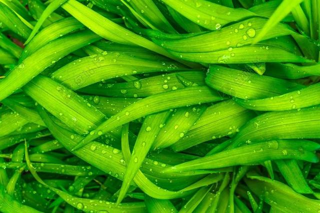 叶 大自然 绿色 春天 抽象 植物 扑簌 露水 草本植物