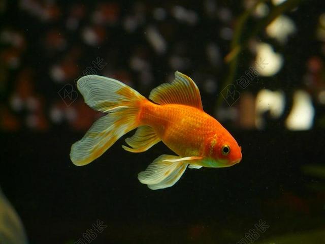 VEILTAIL 鱼 金鱼 游泳 水族馆 淡水鱼