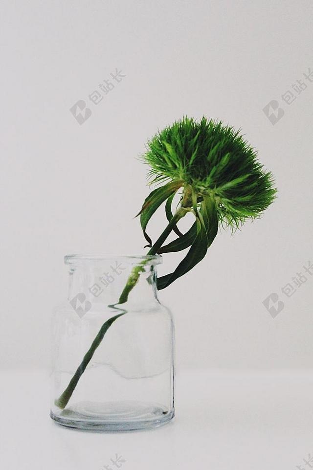 自然绿色的胡子背景图片