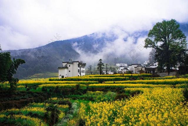 农场自然盛开的茶花背景图片