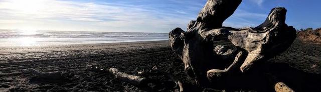 海洋 西北 太平洋 景观 海岸 水 海 漂流木 海岸线 波