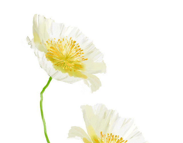高清白花