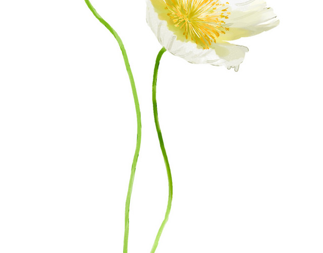 高清白花