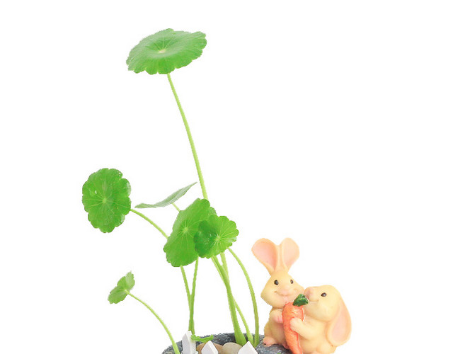 居家植物铜钱草