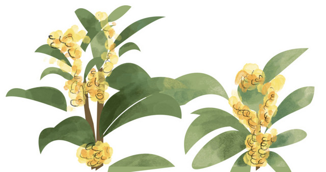 装饰桂花